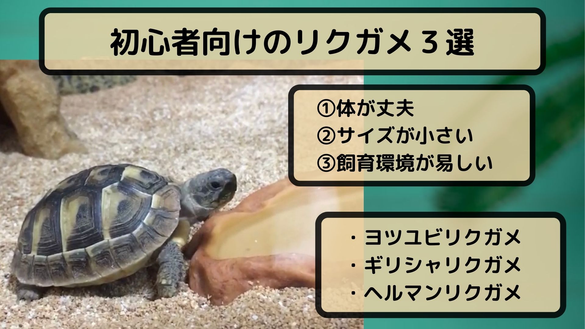 リクガメ 日本で飼育可能で 初心者も飼いやすい種類3選 じろぶろ じろーず ぶろぐ