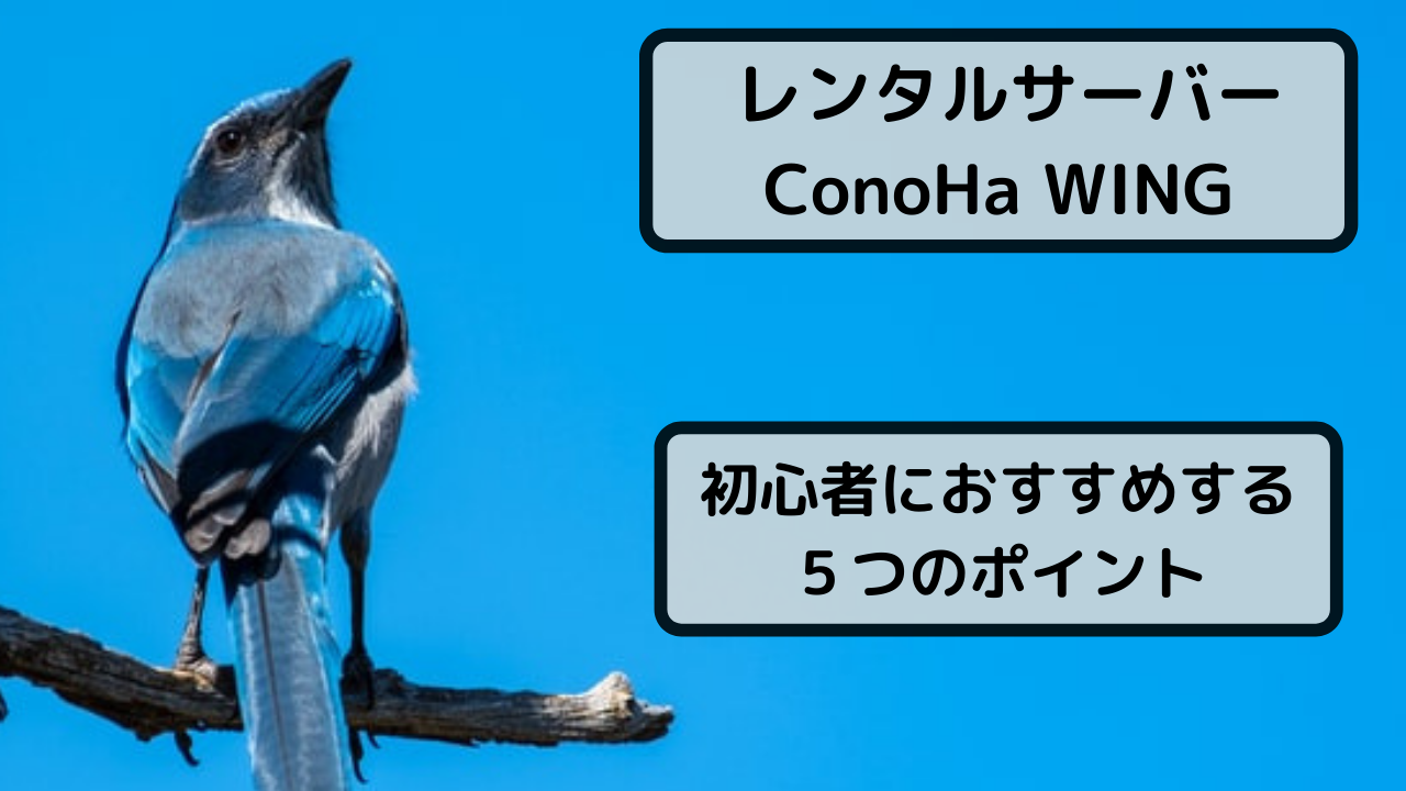 【レンタルサーバー】初心者にConoHa WINGをおすすめするポイント5つ！